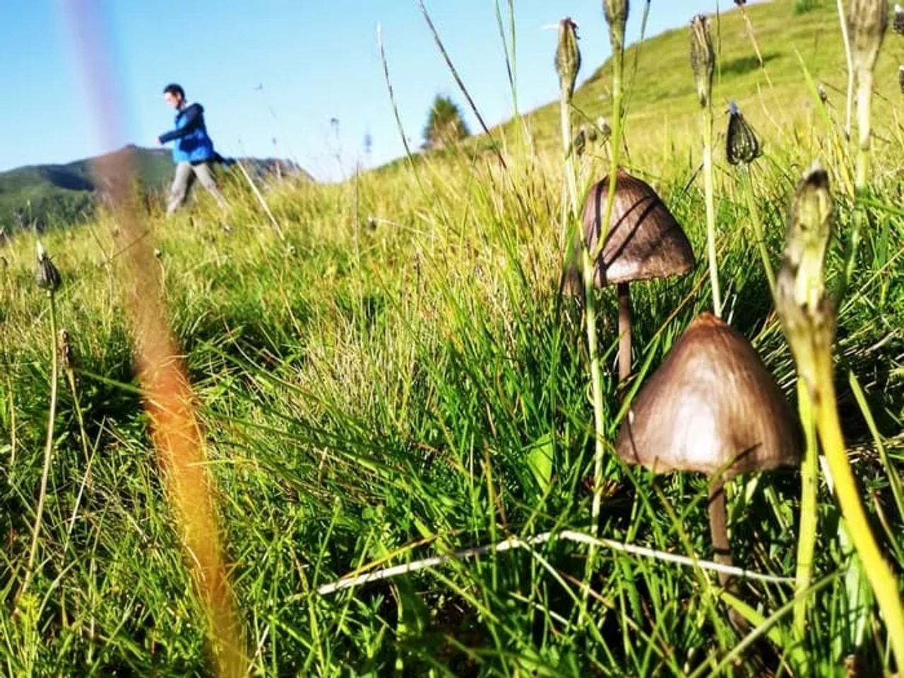Un hombre camina por un prado con setas en primer plano.