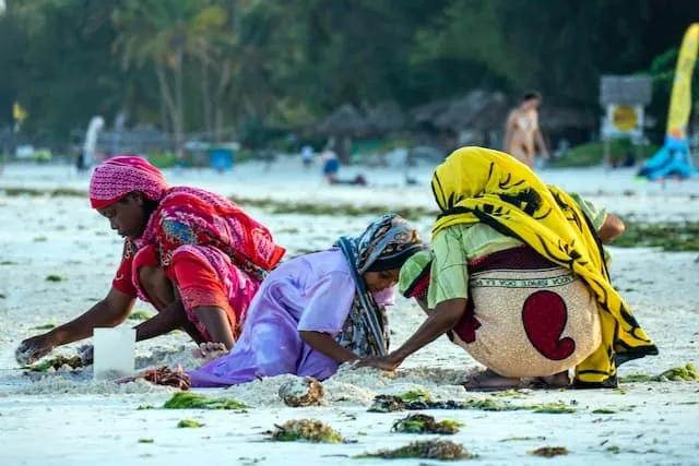 pessoas na praia de paje em zanzibar, a apanhar lixo