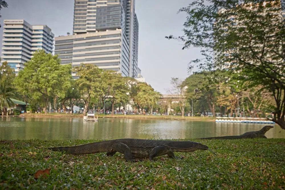 lagartos de Lumpini Park
