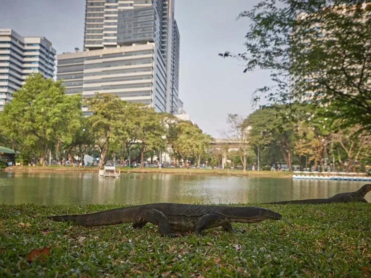 lagartos de Lumpini Park