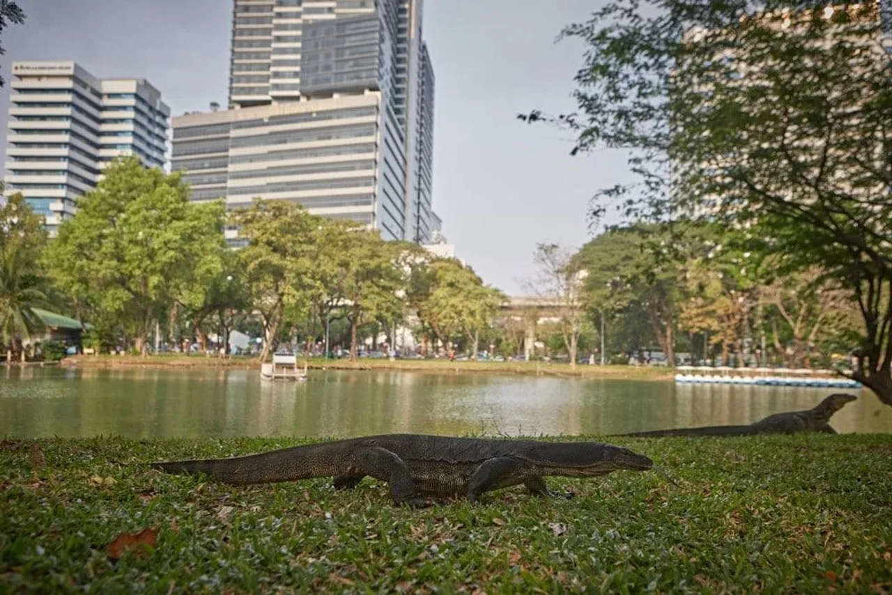 lagartos de Lumpini Park