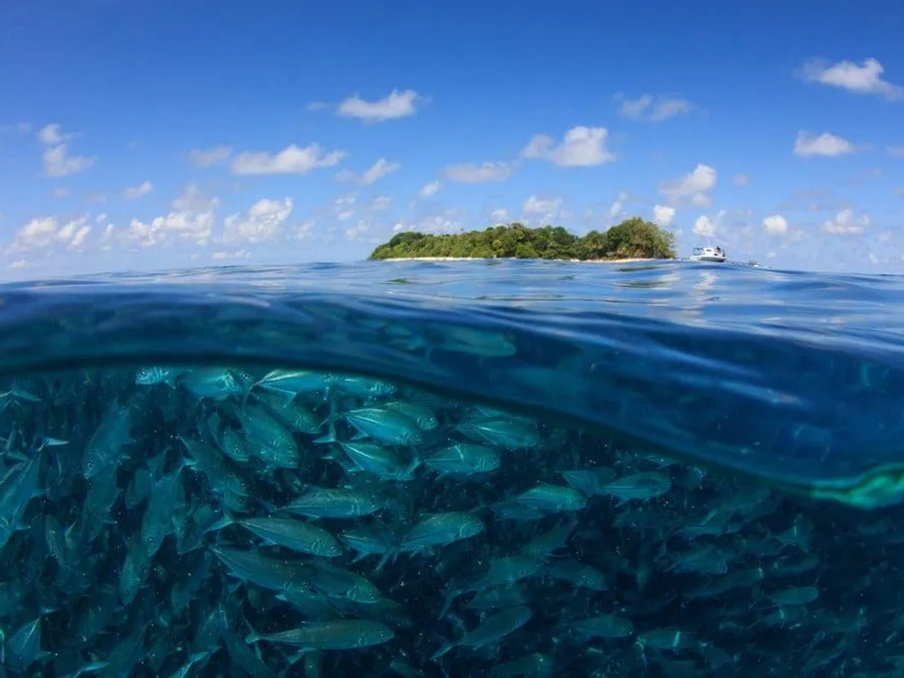 bucear en Sipadan, algo único que hacer en Malasia