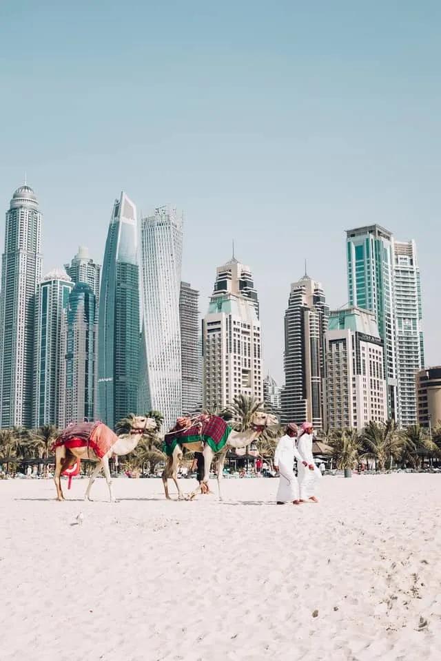 camelos no dubai 