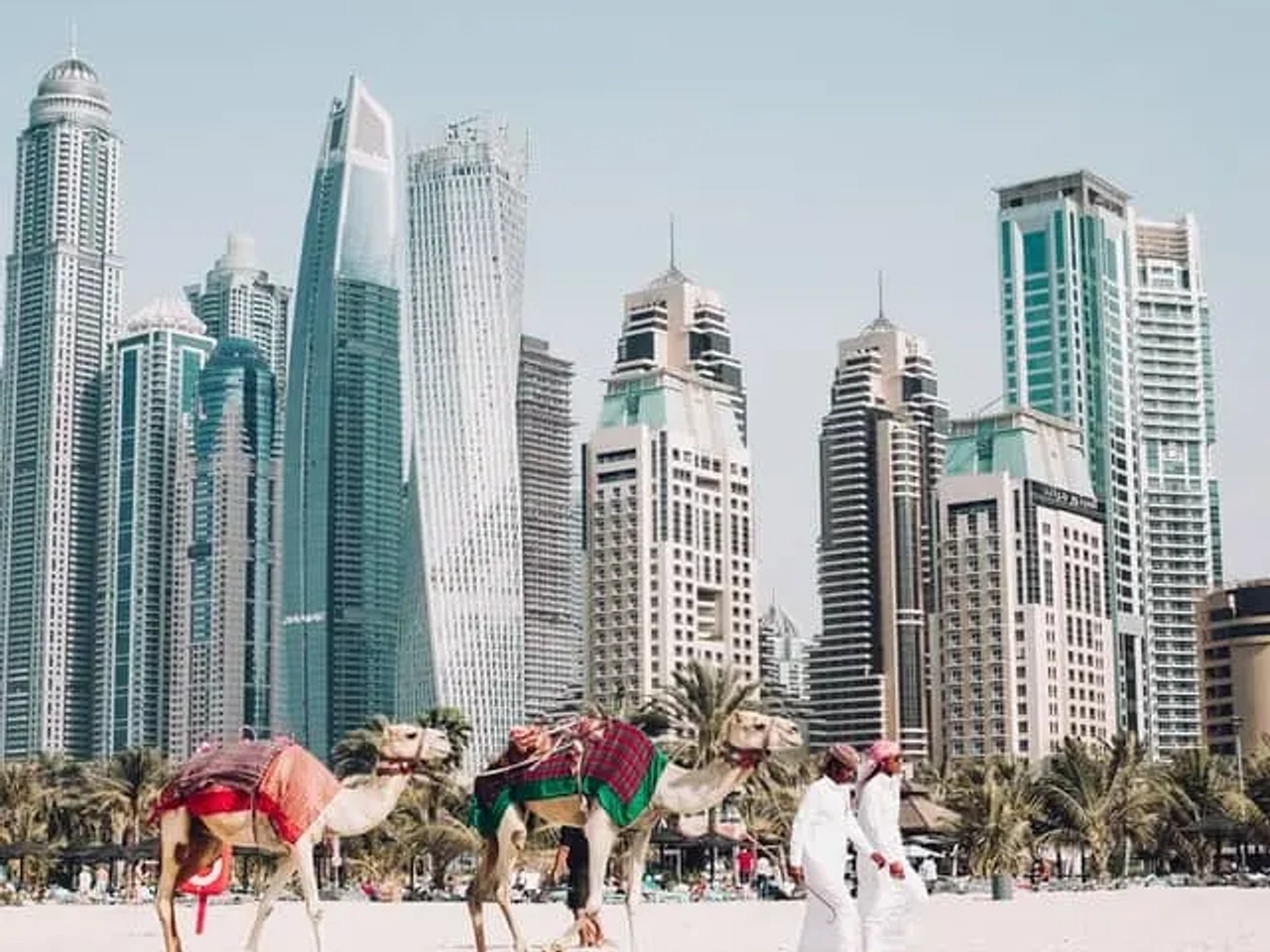 camelos no dubai