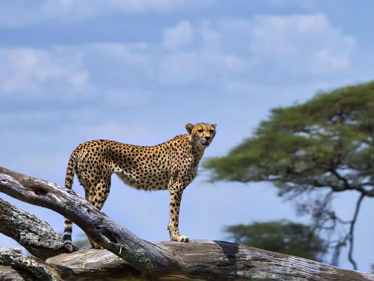 Parque nacional Serengueti, el imprescindible que ver en Tanzania