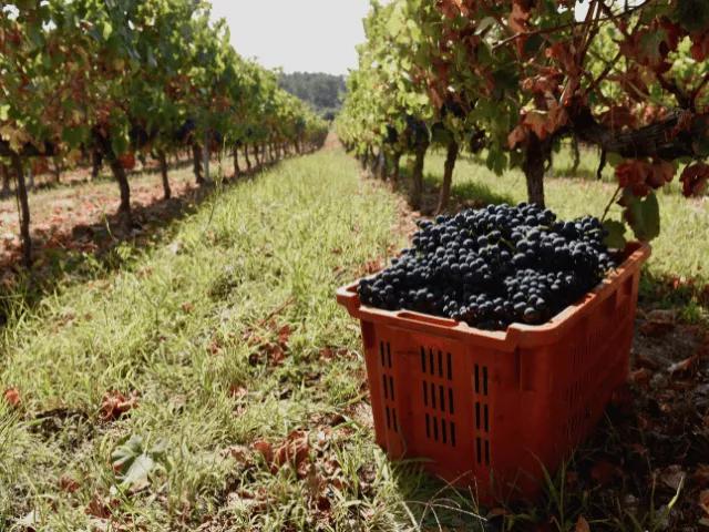 vista de um cesto de madeira com uvas junto a vindimas em portugal