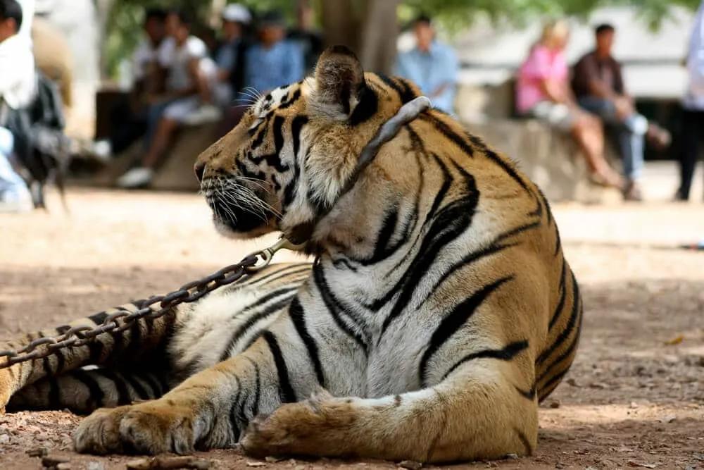 tigre acorrentado num templo de banguecoque