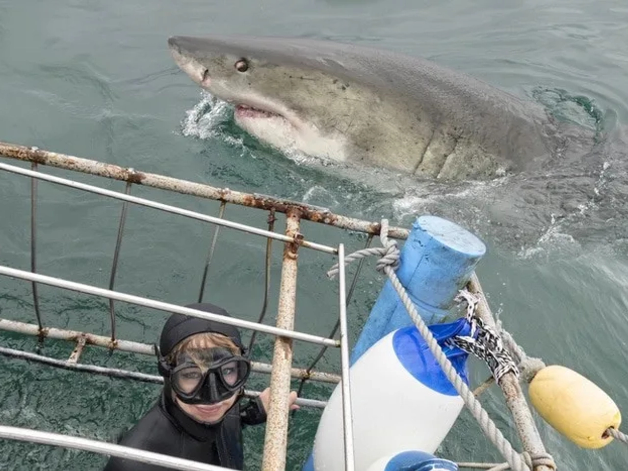 inmersión tiburón blanco