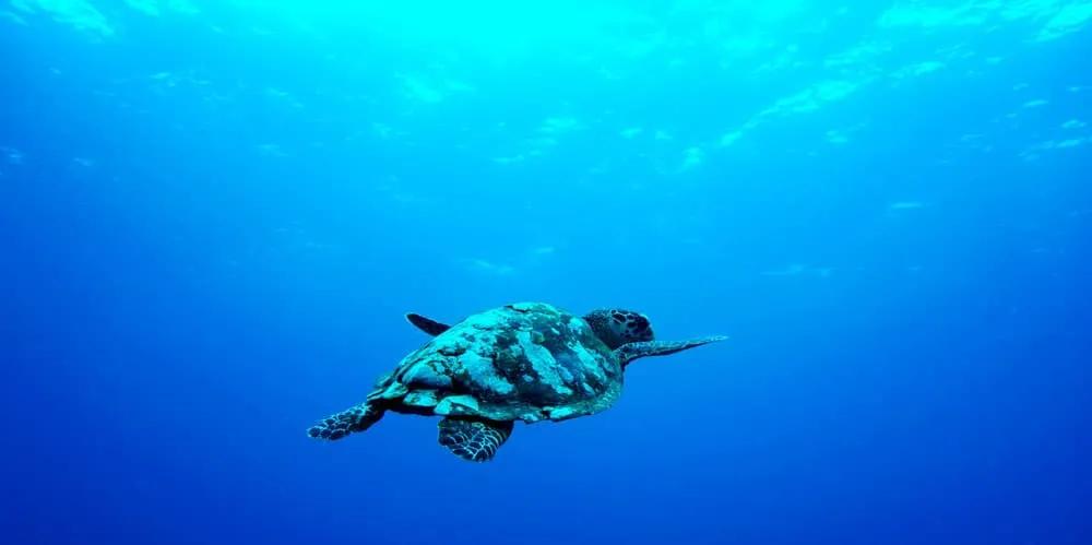 esnorquel en Gili Islands