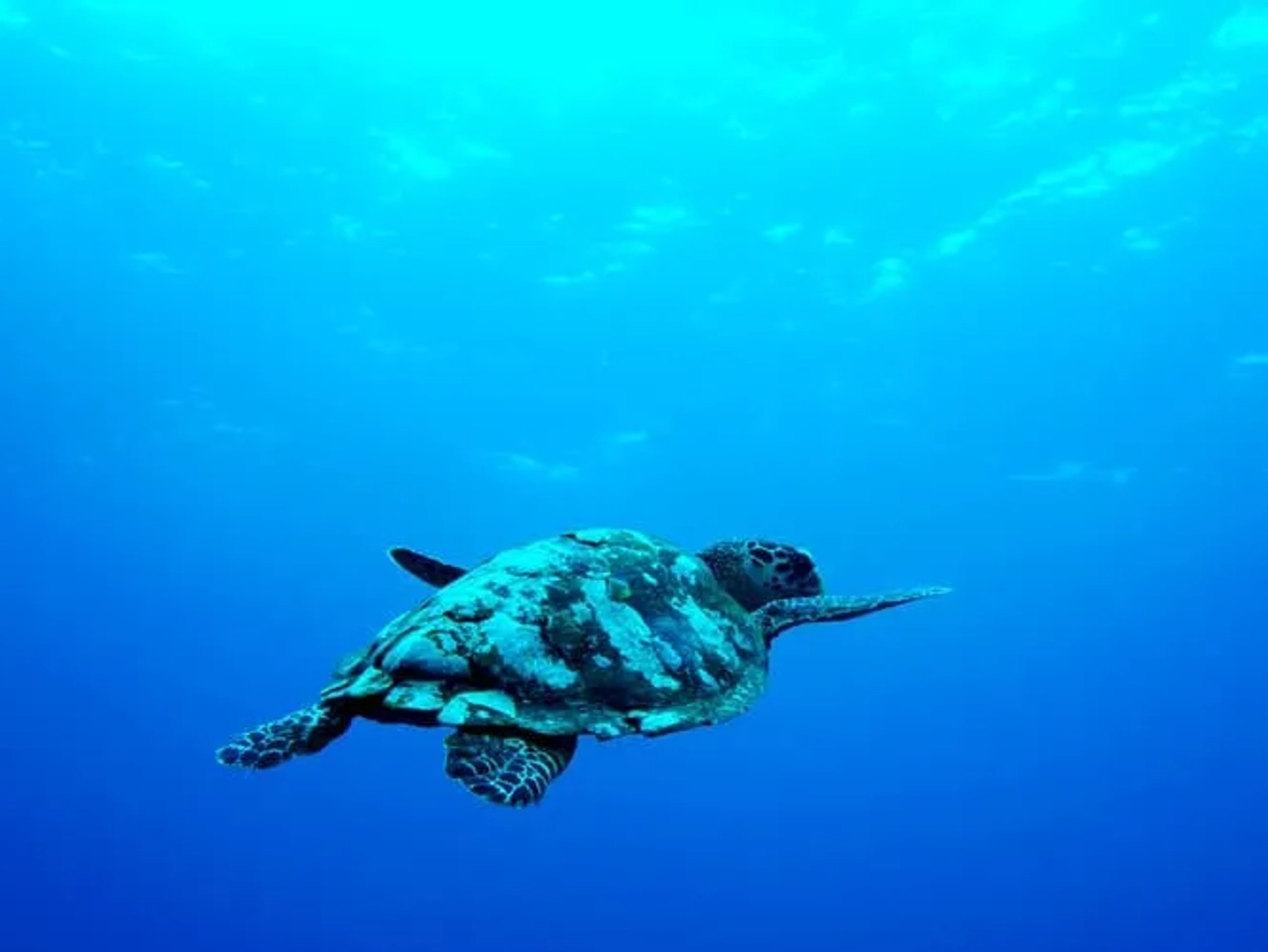 esnorquel en Gili Islands