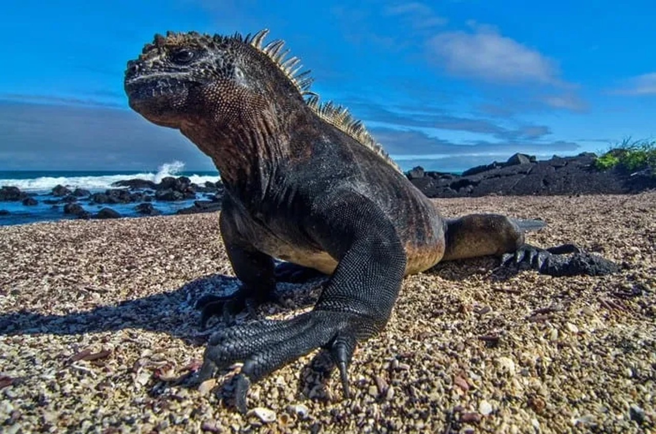 Iguana marinha nas Ilhas Galápagos, uma das principais atrações do Equador
