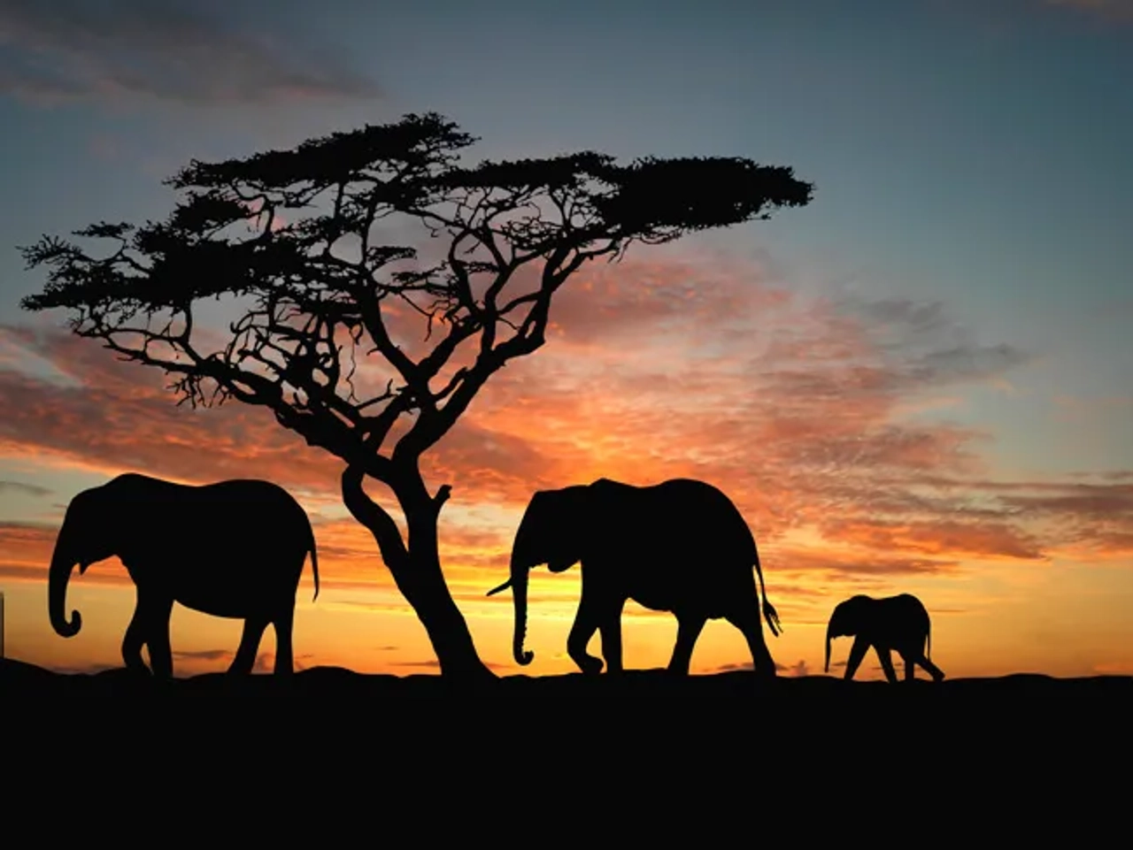 Siluetas de elefantes caminando bajo un atardecer con un árbol.