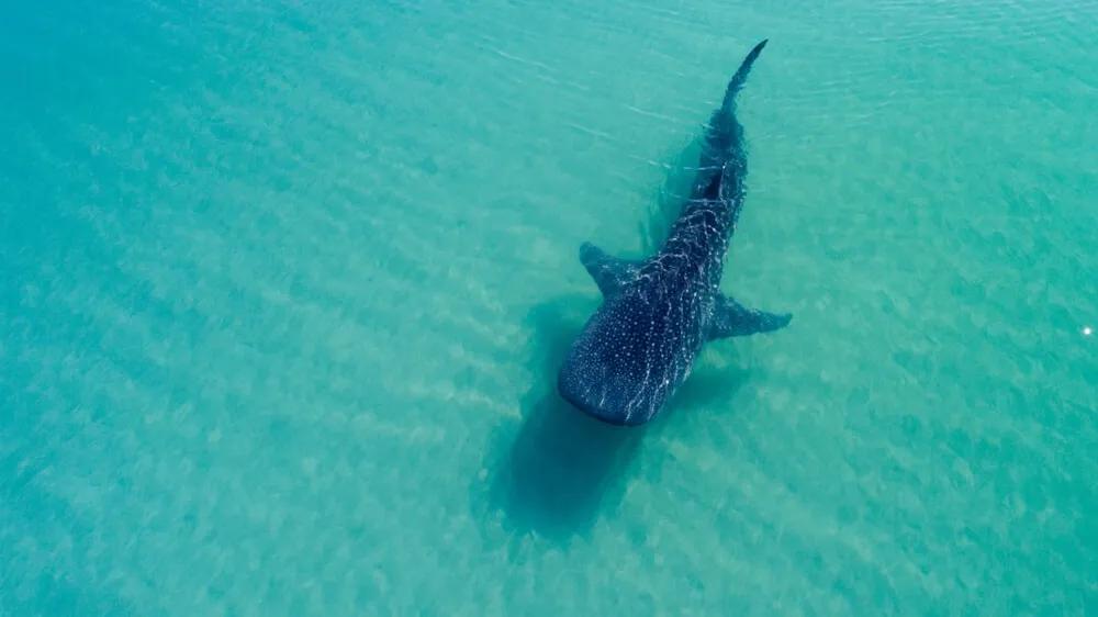 onde ver tubaroes baleia filipinas