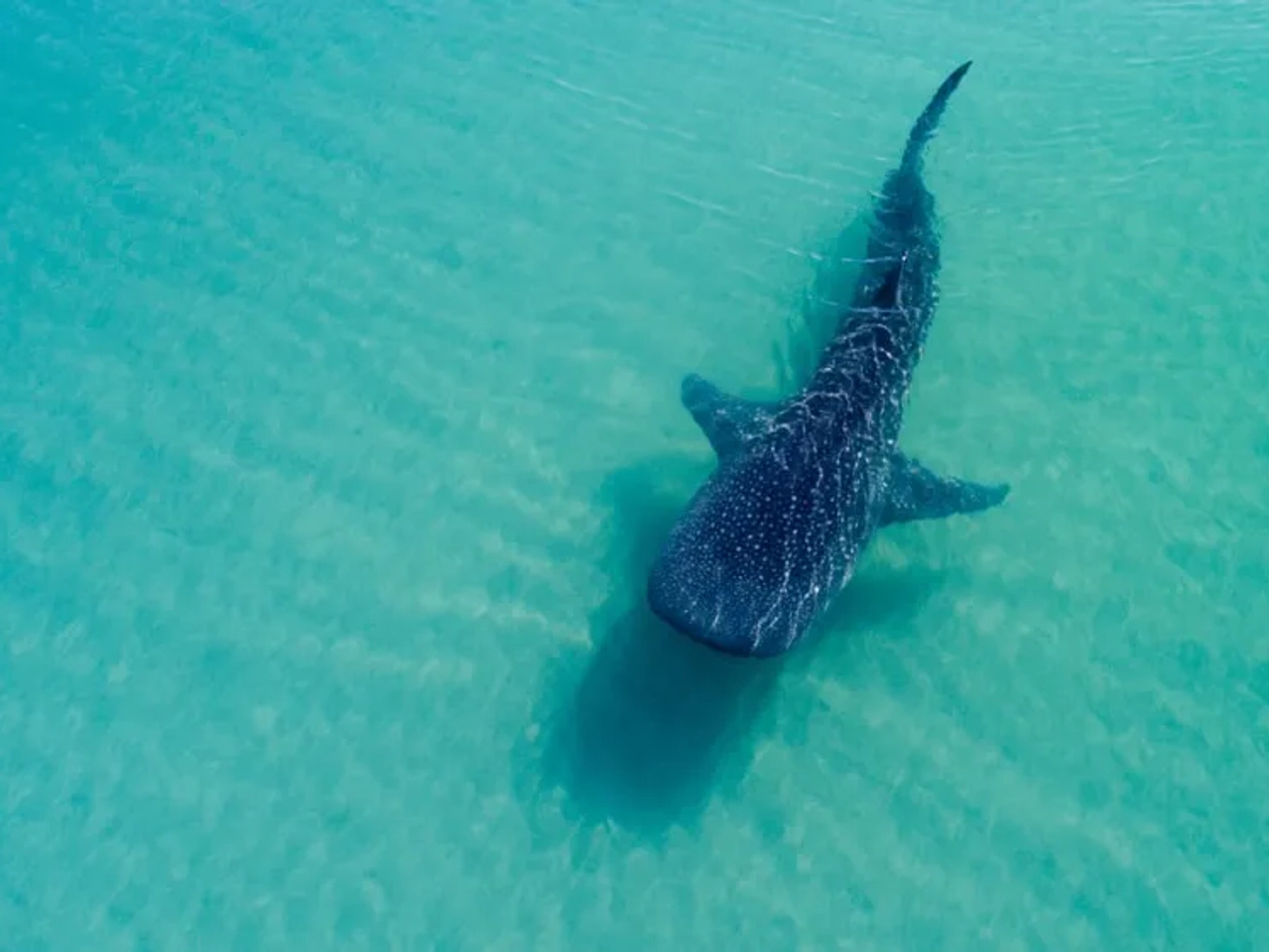 onde ver tubaroes baleia filipinas