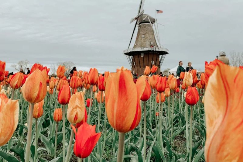 Seguro de viaje a Holanda: ¿es obligatorio y qué necesitas saber?