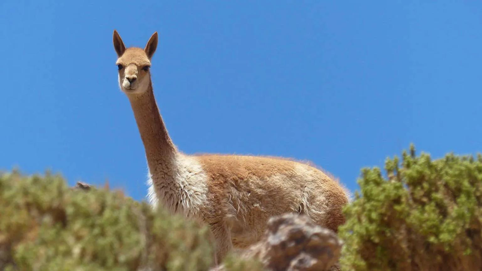 Una vicuña observando desde una roca bajo un cielo azul.
