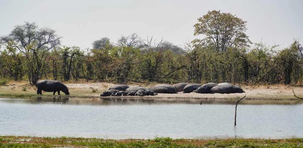 hipopótamos en la Franja de Caprivi