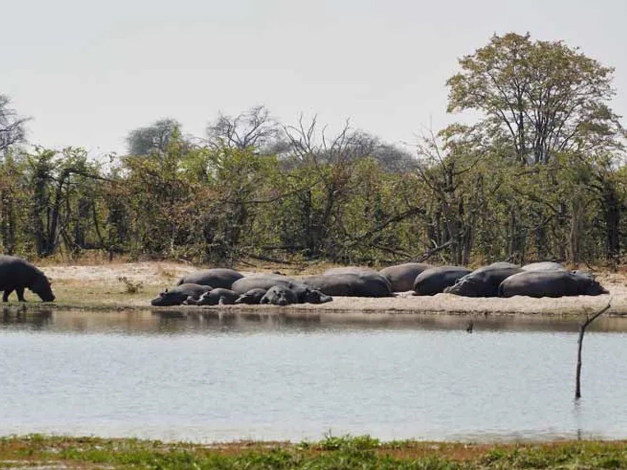 hipopótamos en la Franja de Caprivi