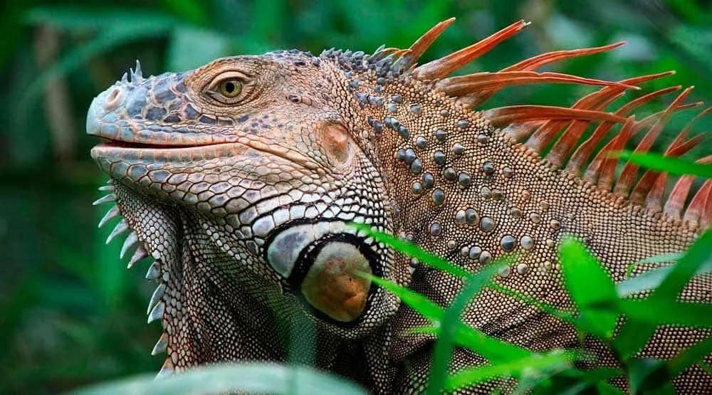 Iguana en un entorno natural, destacando su textura y colorido.