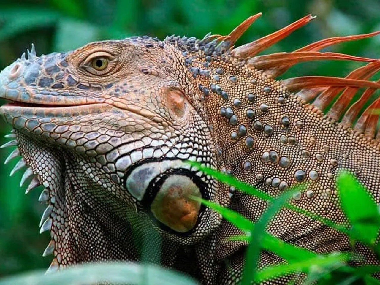 Iguana en un entorno natural, destacando su textura y colorido.