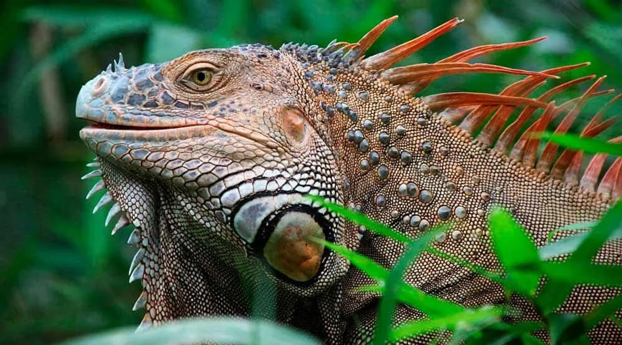 Iguana en un entorno natural, destacando su textura y colorido.