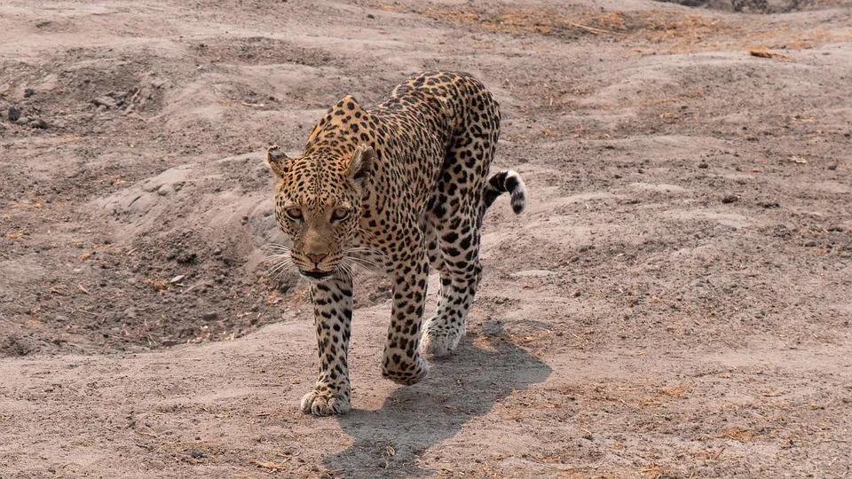 seguro para viajar a Botswana