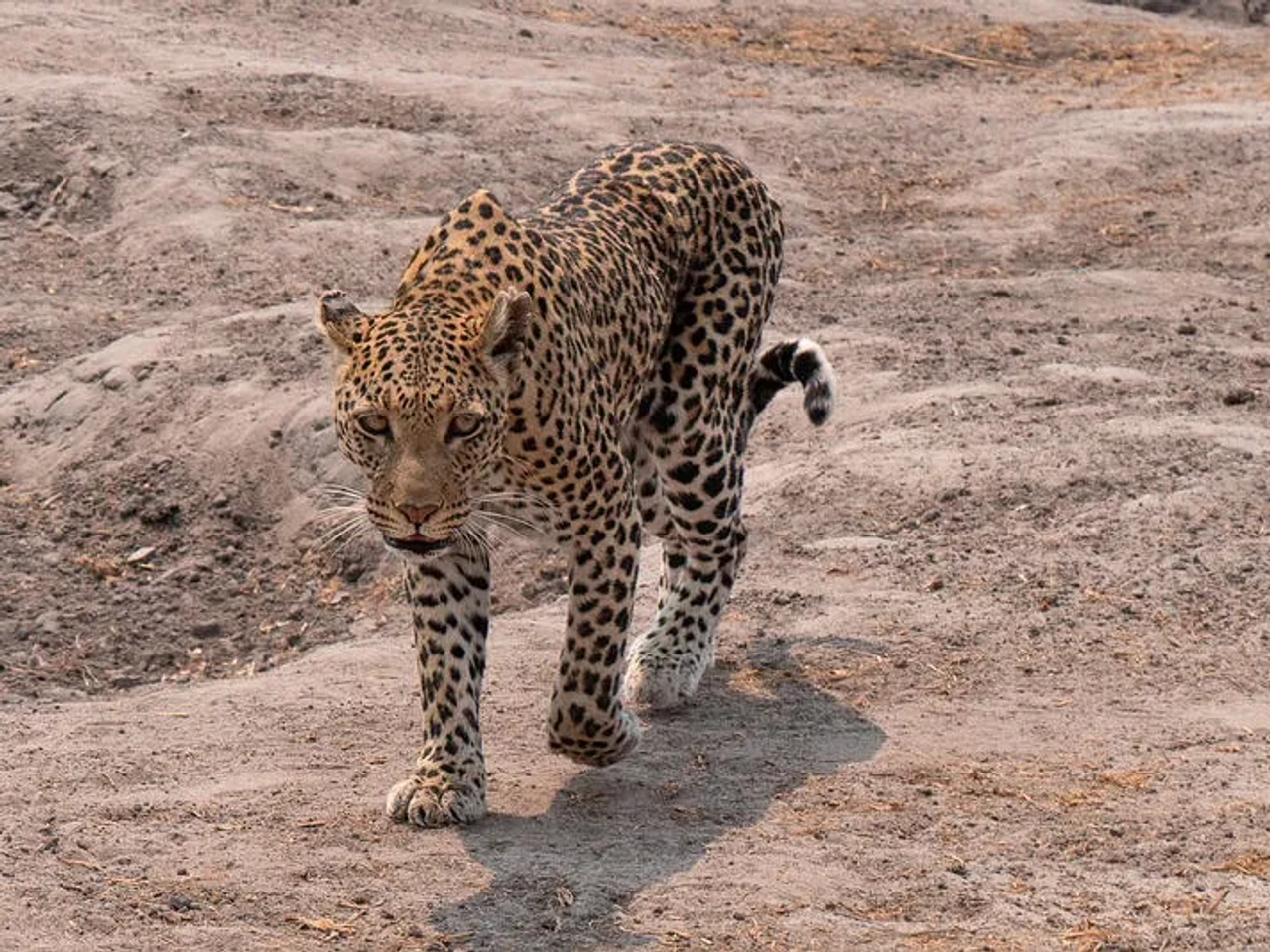 seguro para viajar a Botswana