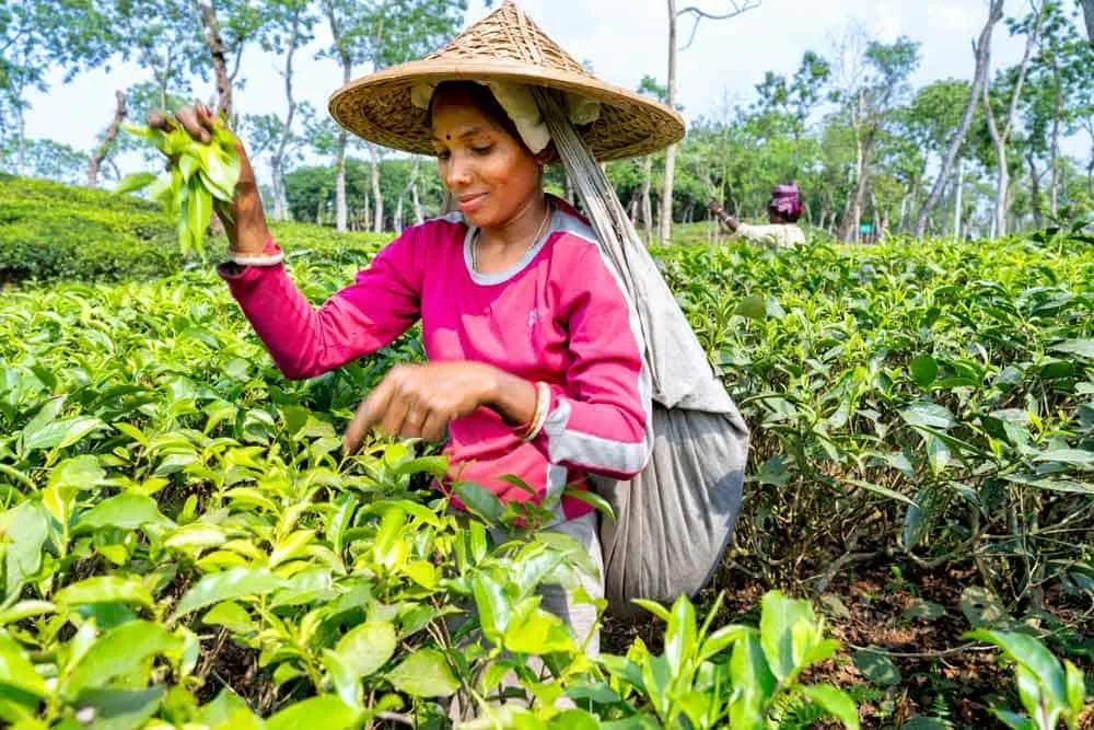 plantación de té en Bangladesh
