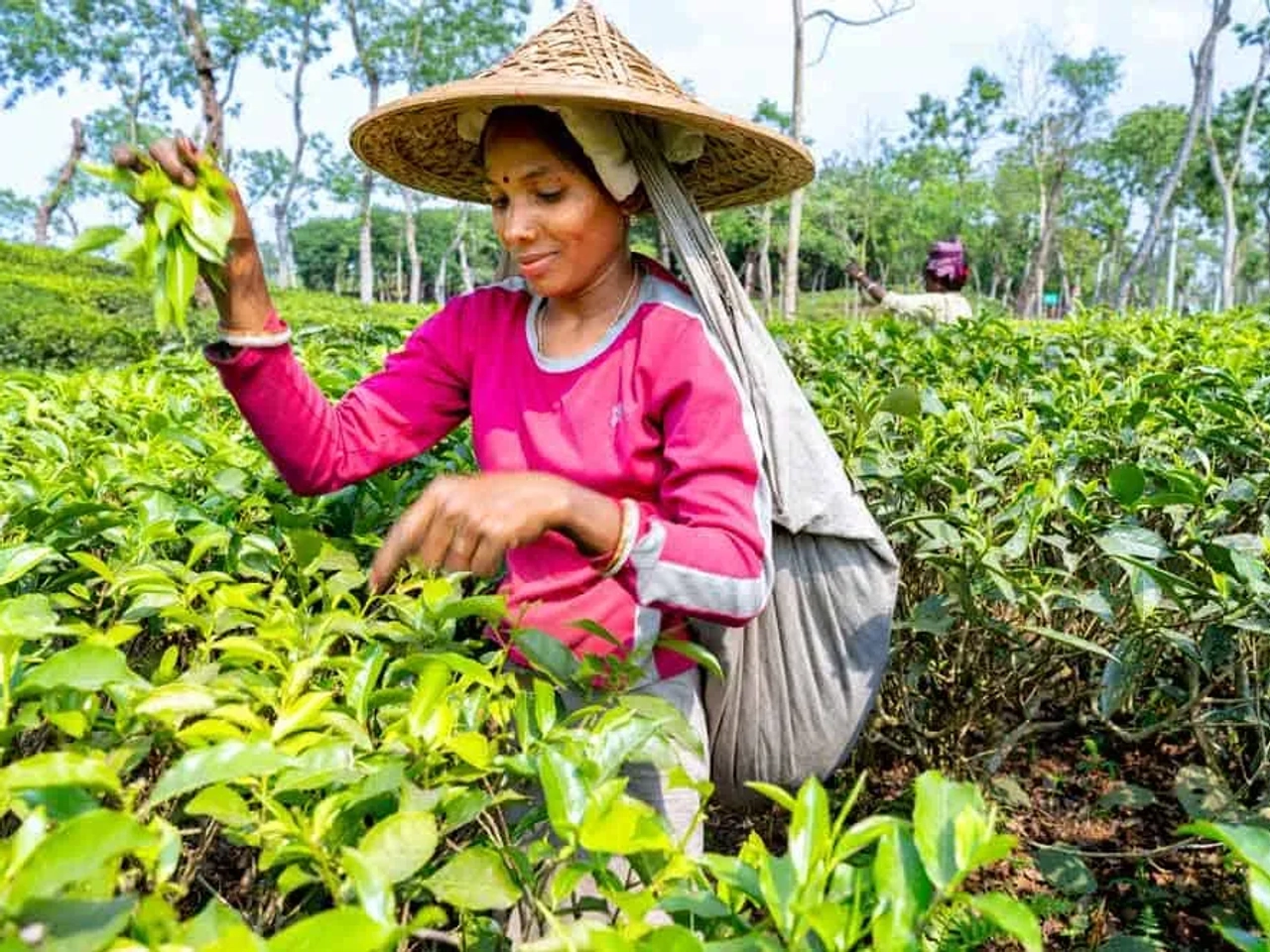 plantación de té en Bangladesh