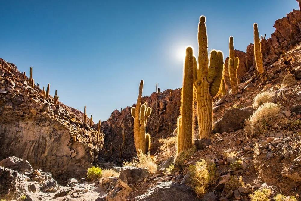 Valle del cactus en Atacama
