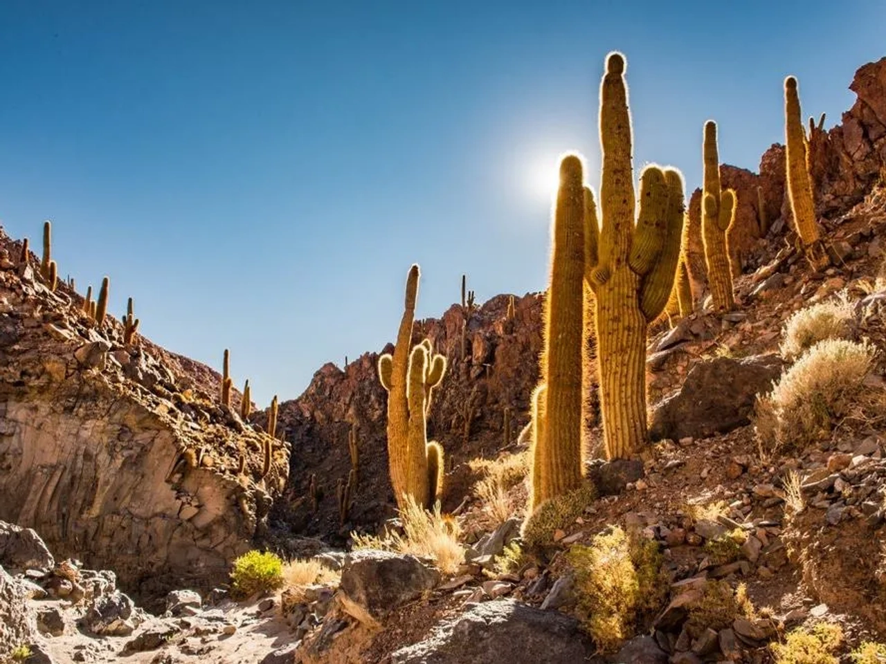 Valle del cactus en Atacama
