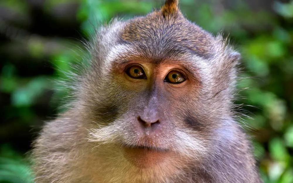 Lugares que visitar en Ubud