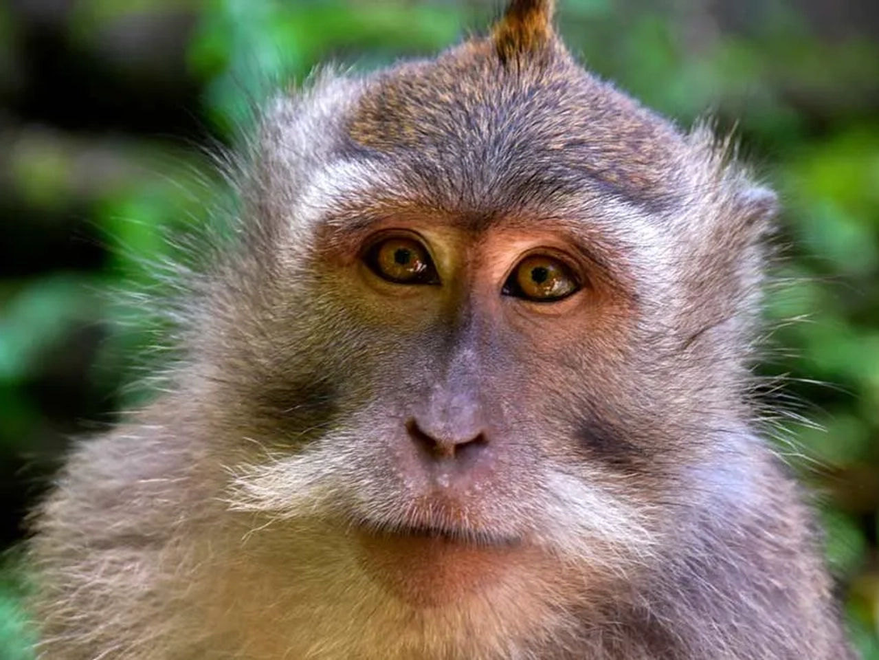 Lugares que visitar en Ubud