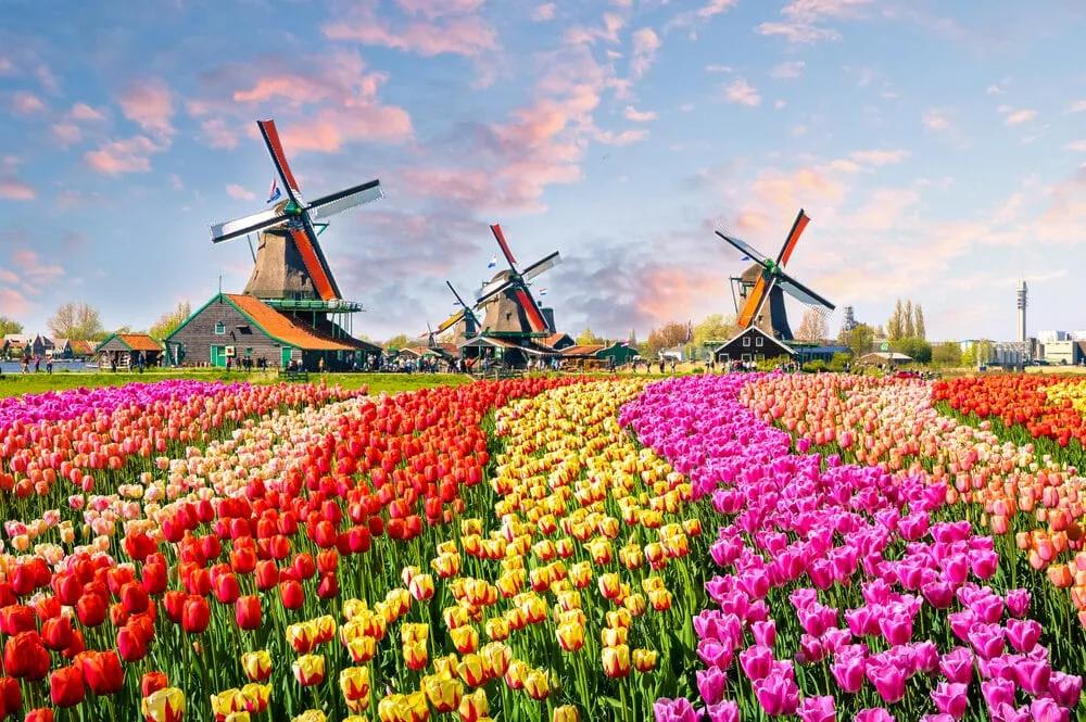 campo de tulipas de varias cores e moinhos tipicos da holanda
