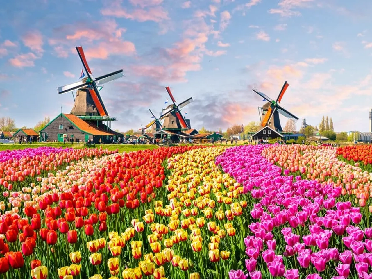 campo de tulipas de varias cores e moinhos tipicos da holanda