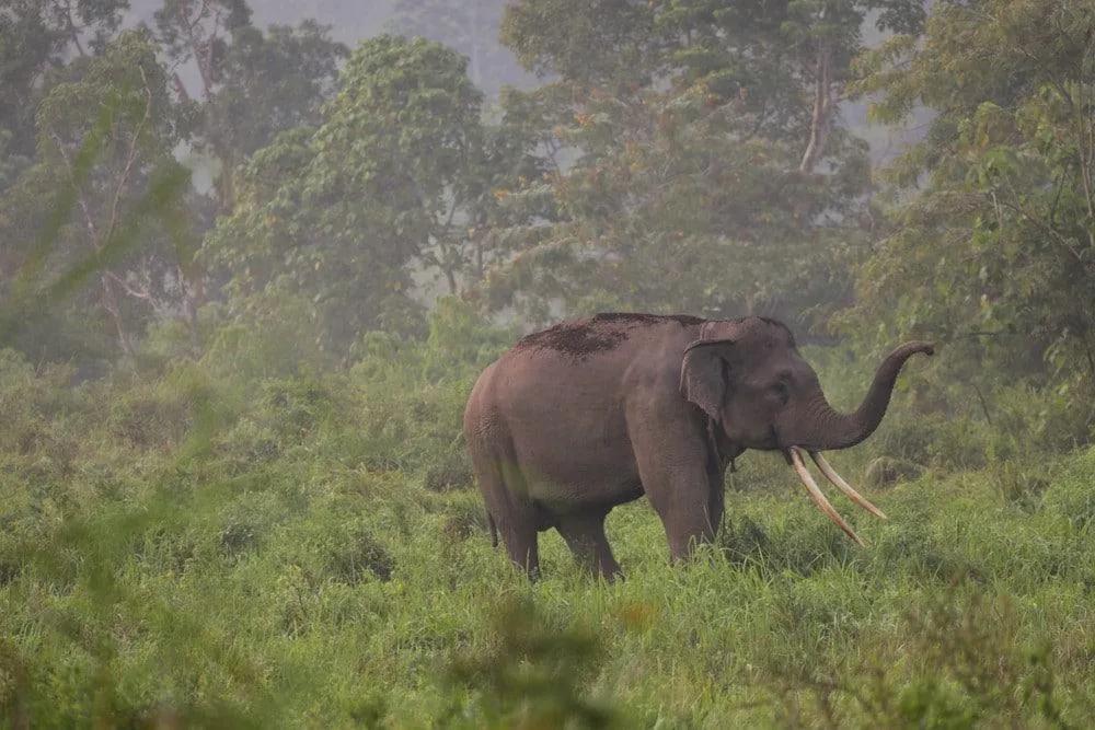 elefantes en Tailandia