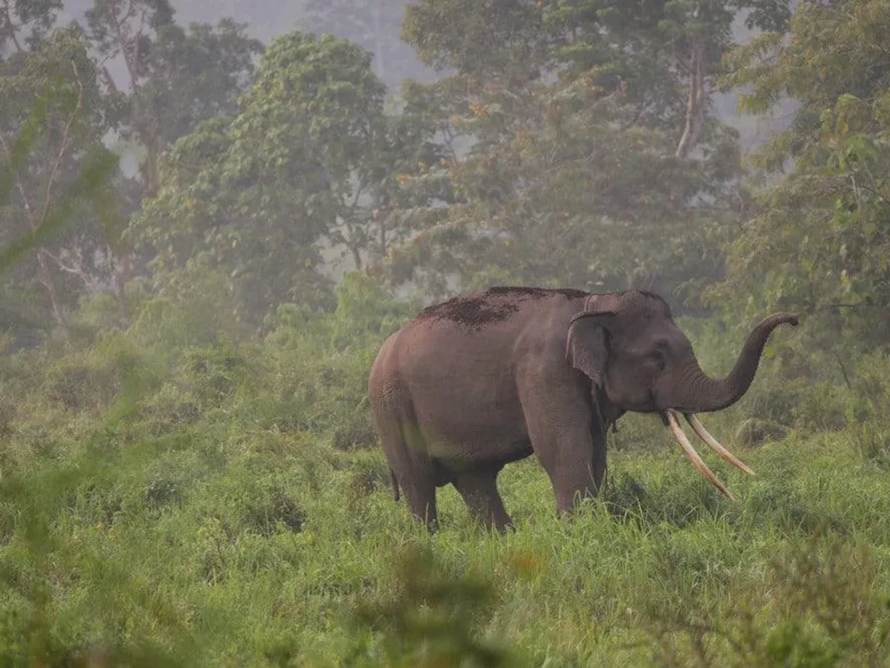 elefantes en Tailandia
