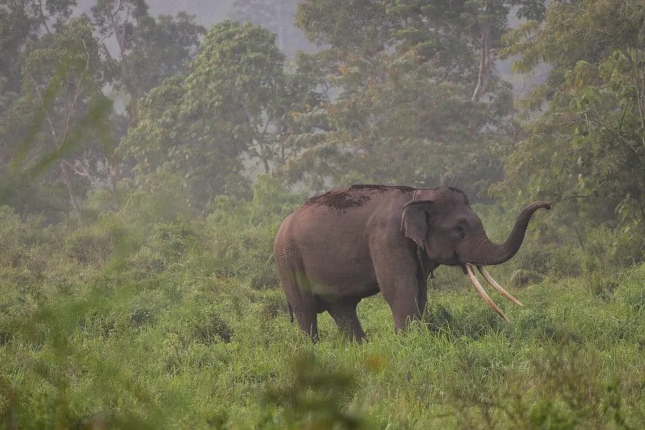 elefantes en Tailandia