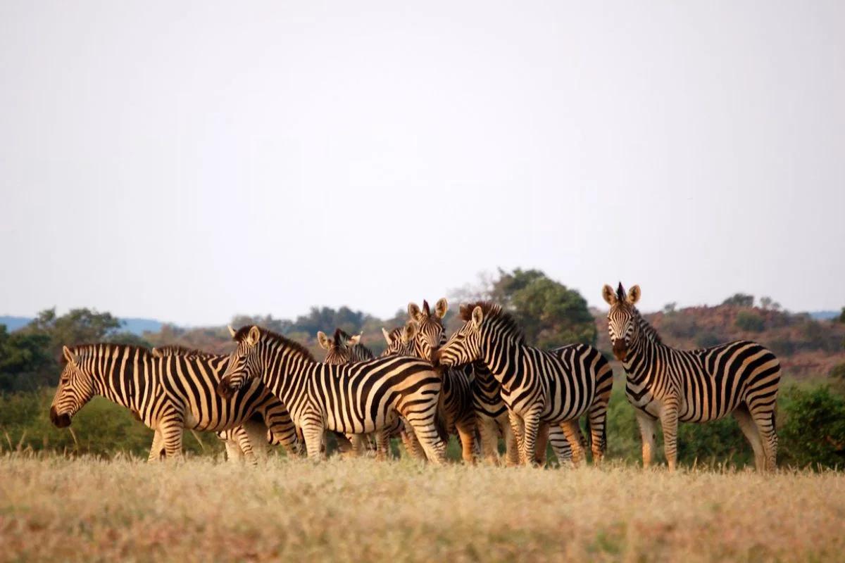 Requisitos para viajar a Botswana