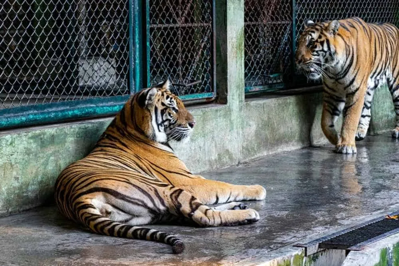 Dos tigres en un recinto cerrado, reflejando el turismo irresponsable con animales.