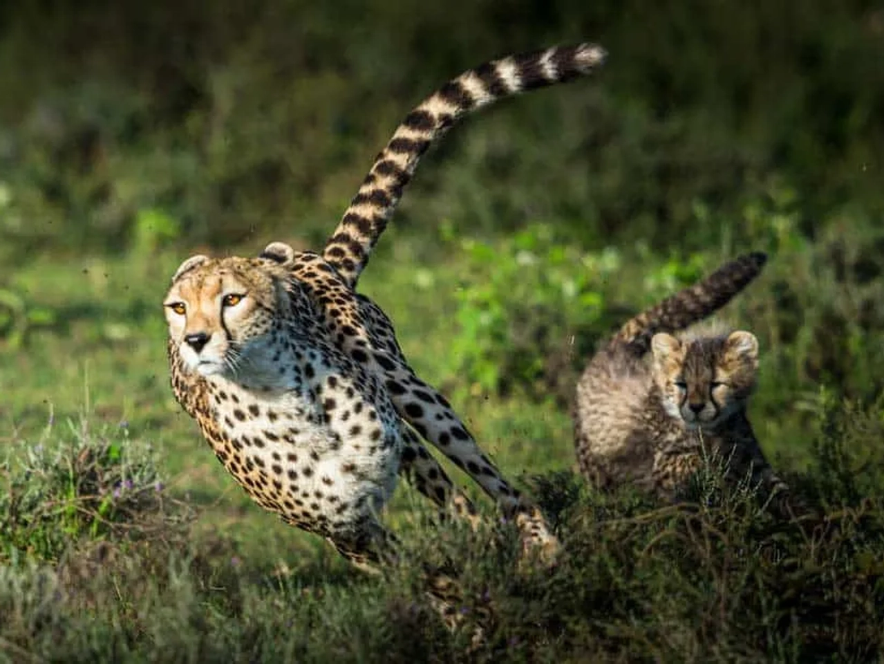 requisitos y documentos para viajar a Tanzania - Zanzíbar