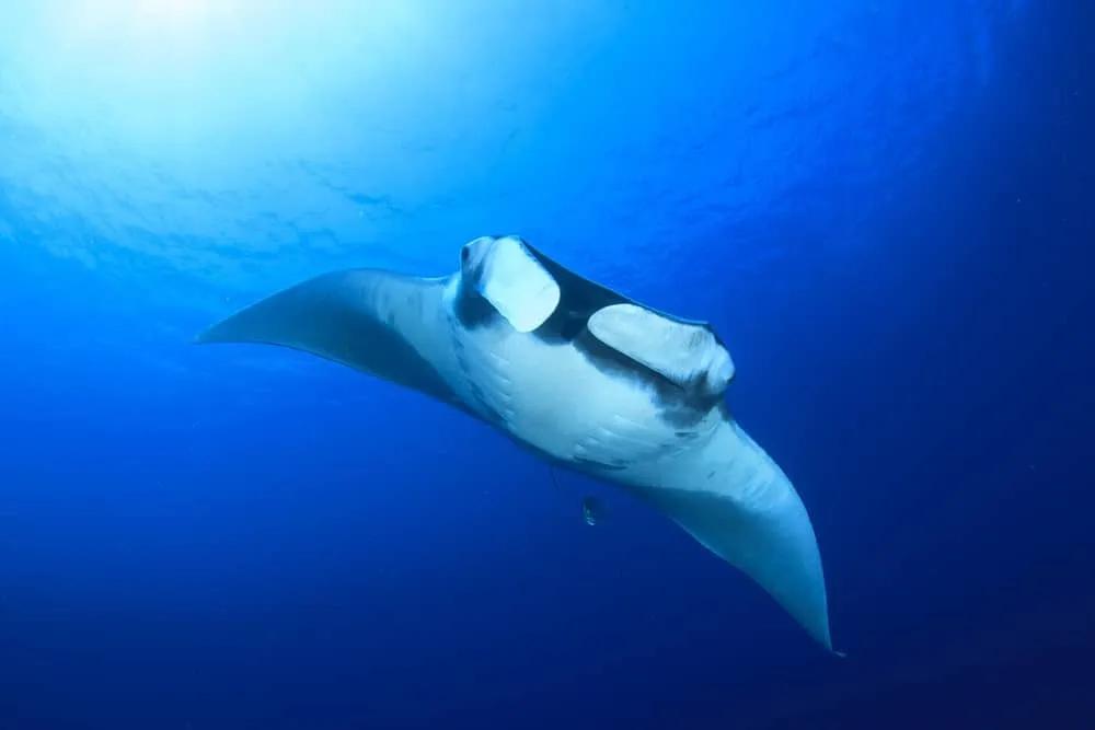 Los mejores lugares para hacer buceo en Tailandia