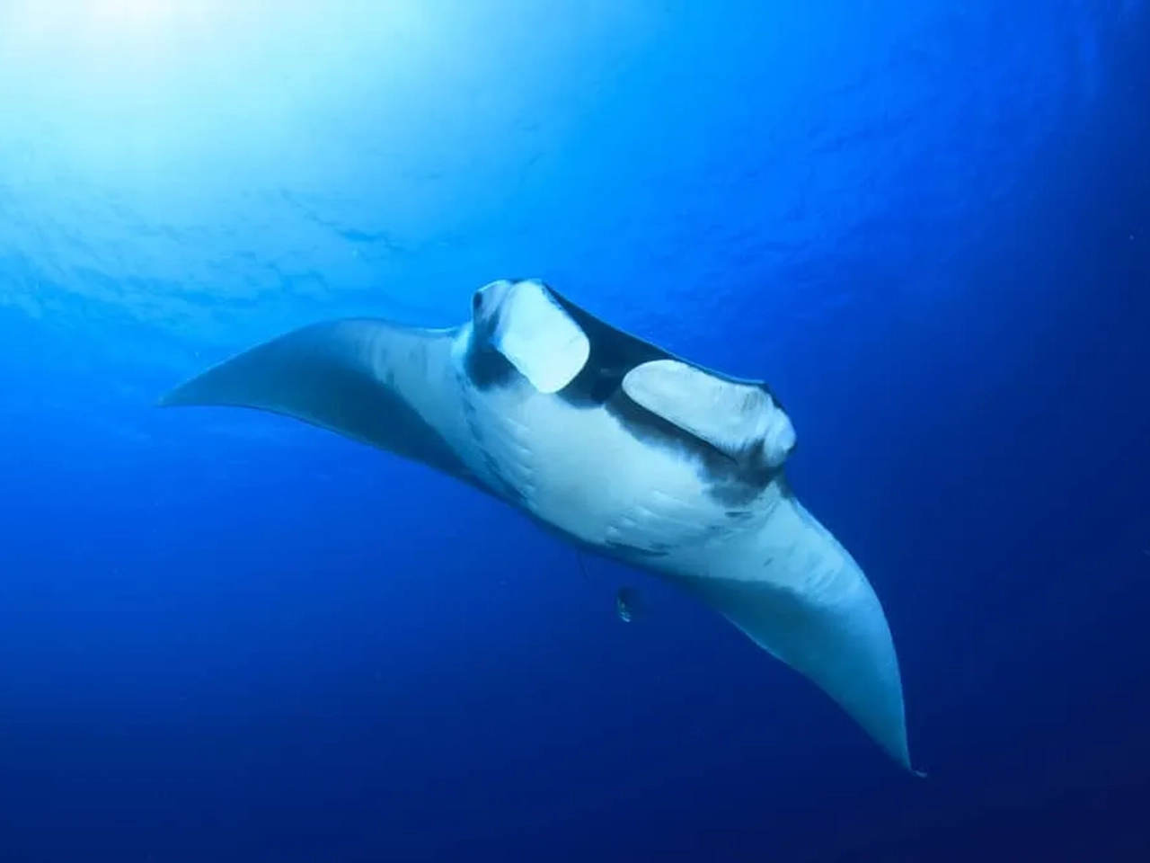 bucear en las islas Similan y Surin, Tailandia