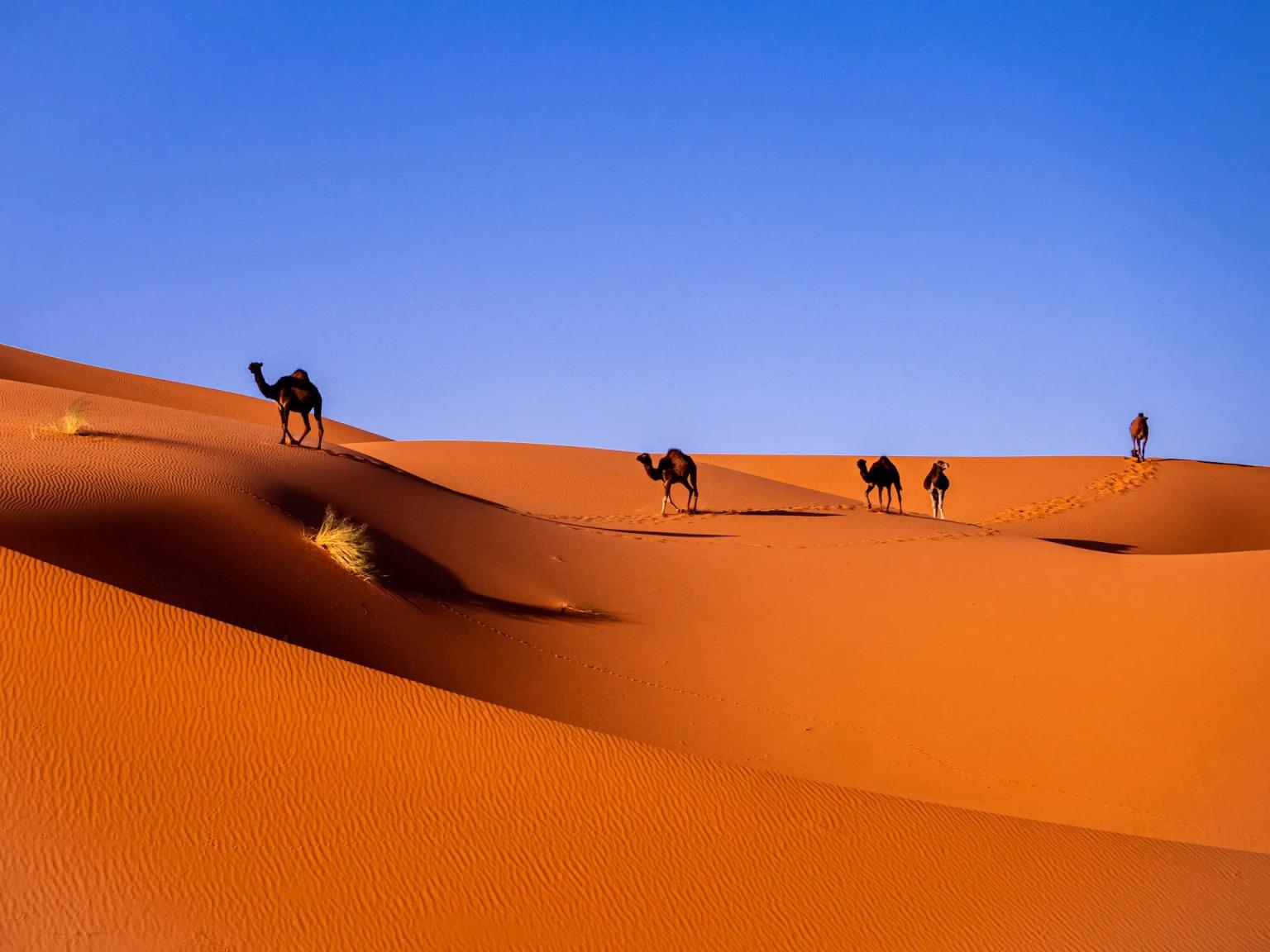 Camels walking across orange sand dunes under a clear blue sky.