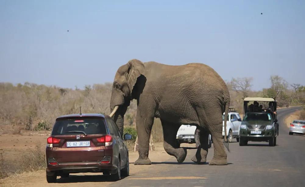 permiso de conducir en Sudáfrica