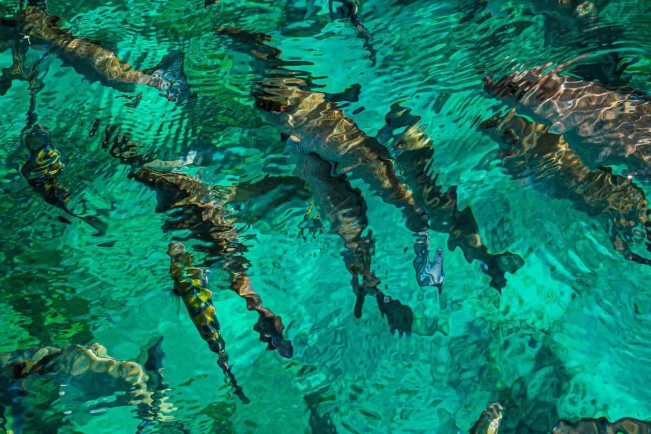 Snorkel Colombia
