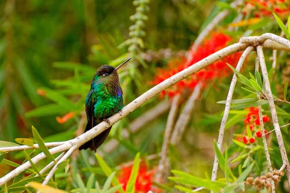 el país de la Pura Vida