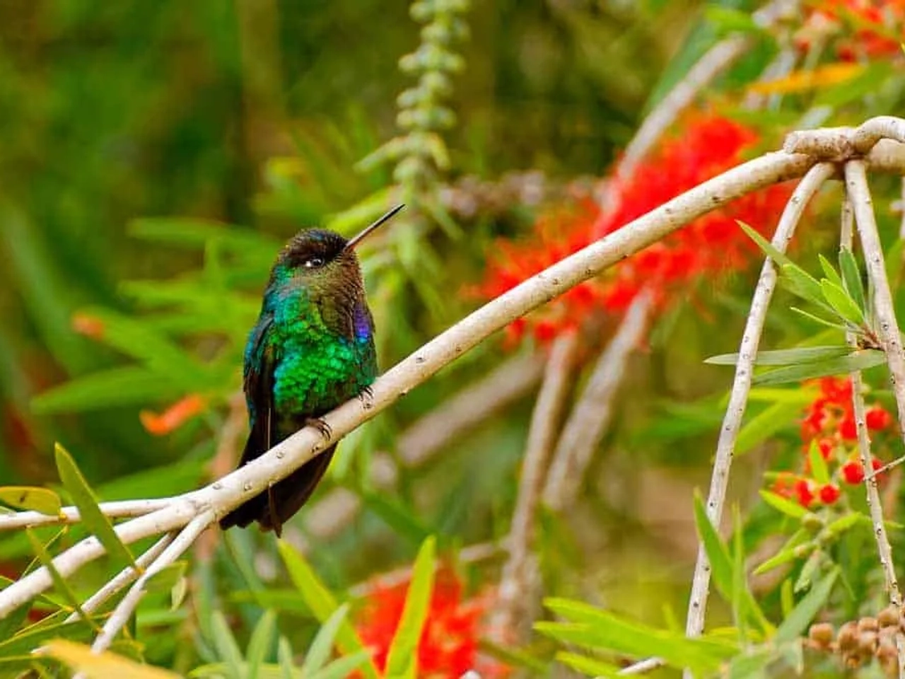 el país de la Pura Vida