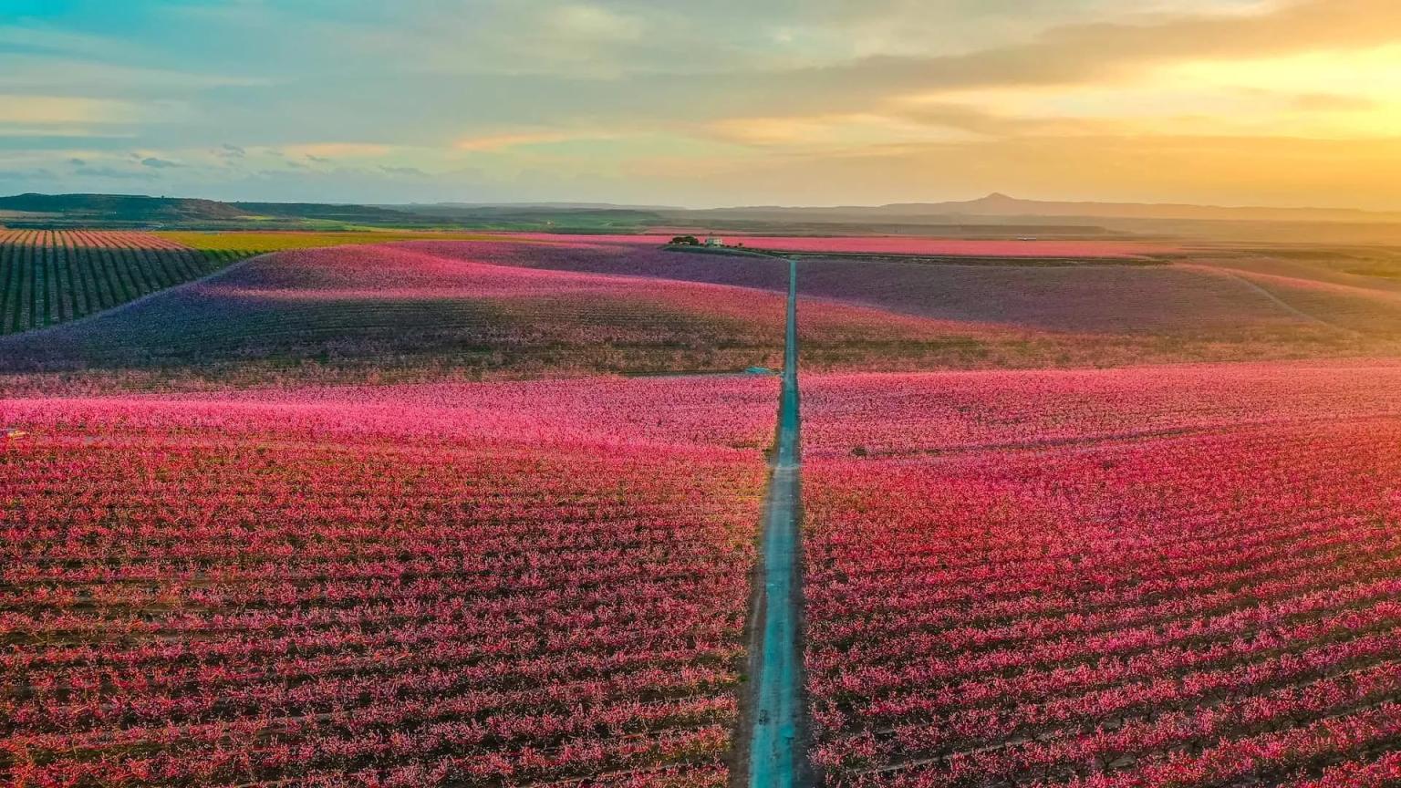 paisagem de flores de cerejeira em lleida aitona