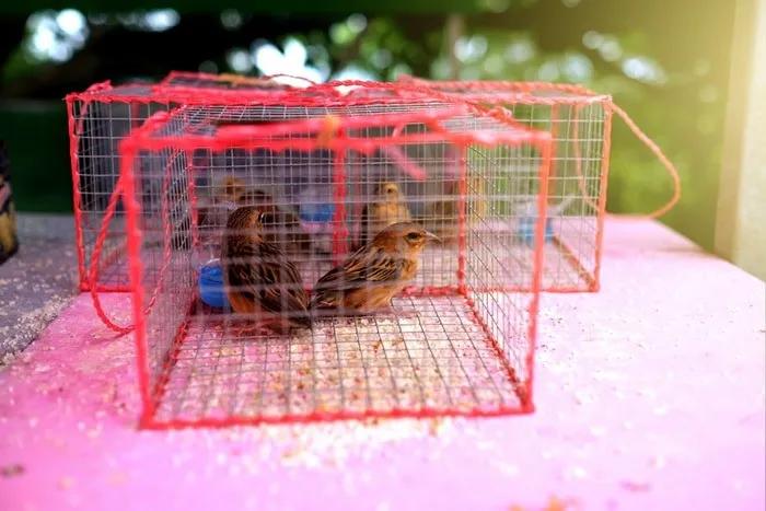 liberar pájaros enjaulados